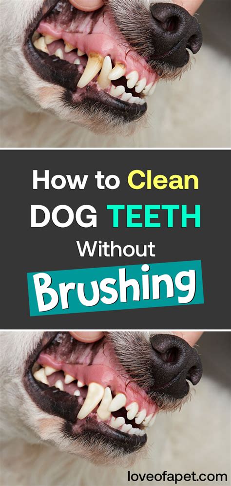 alternatives to brushing dogs teeth.